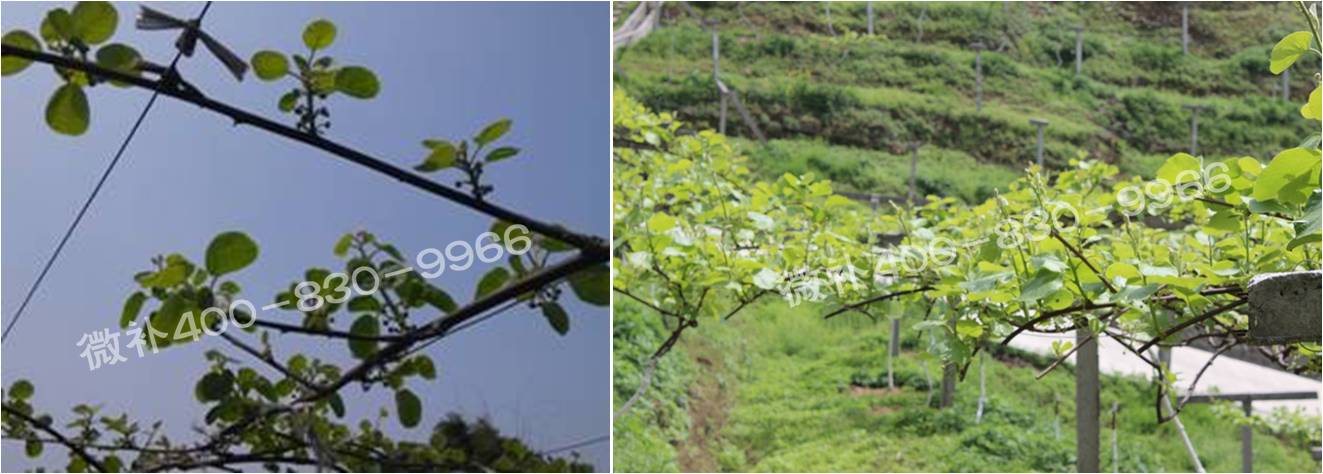 獼猴桃萌芽期如何施肥，才能促進(jìn)萌芽齊、萌芽壯？