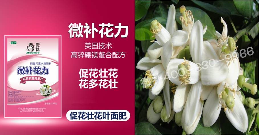 蜜柚促花壯花除了補(bǔ)磷還需要補(bǔ)硼鋅？