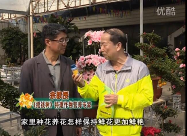 20160118珠江臺(tái)搖錢樹：家庭花卉用綠夫人600度鮮花營(yíng)養(yǎng)液，花開鮮艷、花期長(zhǎng)