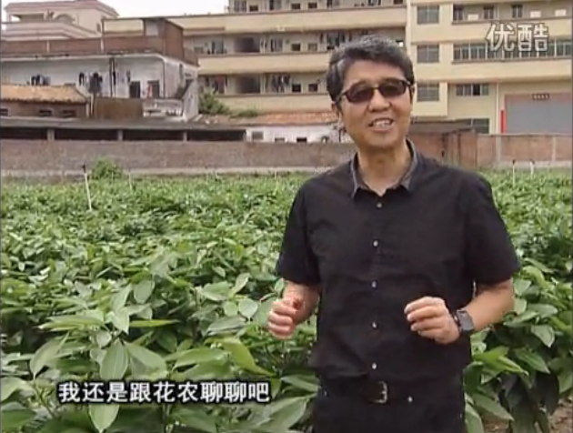 20160606珠江臺搖錢樹：觀葉植物用微補方案，壯根提長、保葉抗病好！