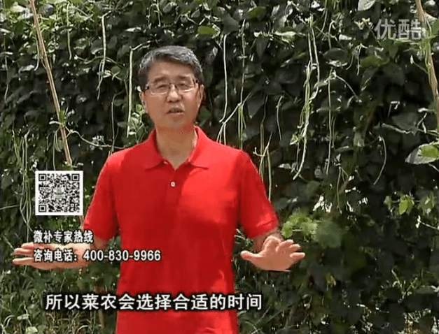 20160718珠江臺(tái)搖錢樹：瓜果蔬菜用微補(bǔ)水肥方案，結(jié)果多、有產(chǎn)量