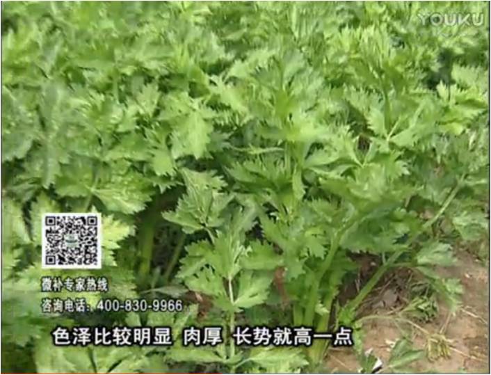 20170109珠江臺(tái)搖錢樹：葉菜如何種？長(zhǎng)勢(shì)好又高產(chǎn)！