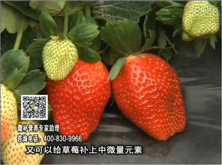 20170123珠江臺搖錢樹：草莓用微補方案，促根苗壯、開花坐果好